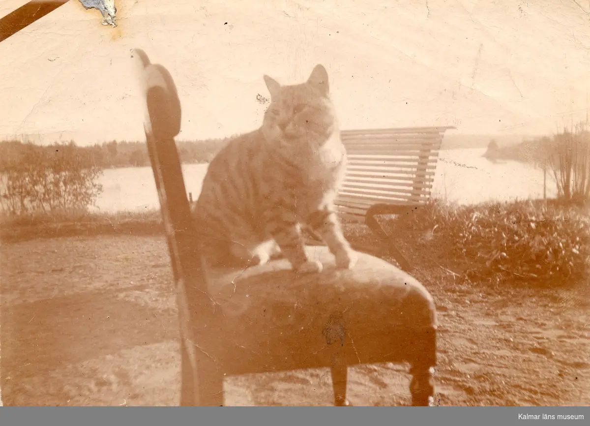 En katt sitter på en stol i förgrunden. I bakgrunden syns en parkbänk och havet.