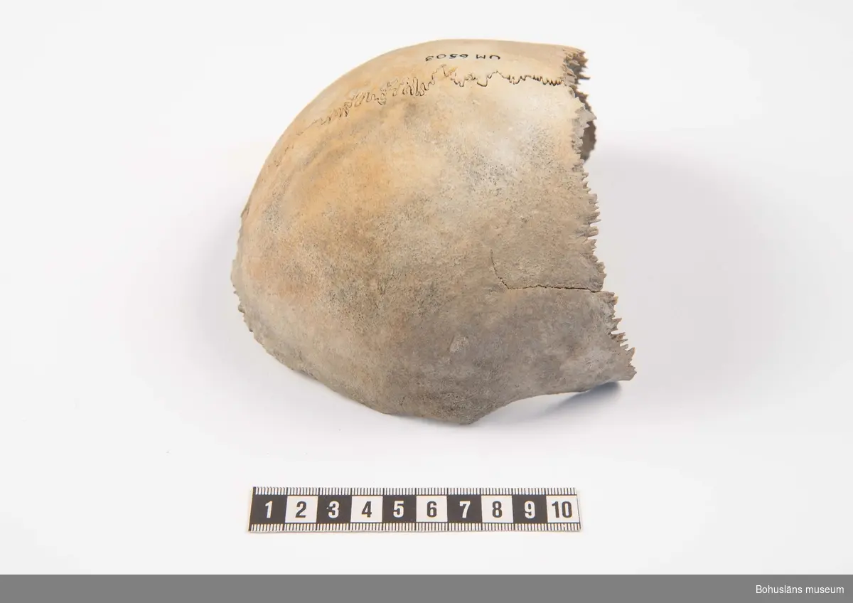 Del av ett människokranium, endast övre och bakre delen av skalltaket bevarat. Kraniet har förmodligen legat i vatten under en tid, då ett tiotal havstulpaner vuxit fast på huvudskålens insida (se foto 6).

Kranietaket har av osteolog Astrid Lennblad bedömts höra till en ung individ, ca 10-15 år gammal och från romersk järnålder, år 200-250 e Kr (1725 +/- 28 BP enligt C14 analys utförd av Ångströmlaboratoriet i Uppsala, 2022).

294 Landskap BOHUSLÄN