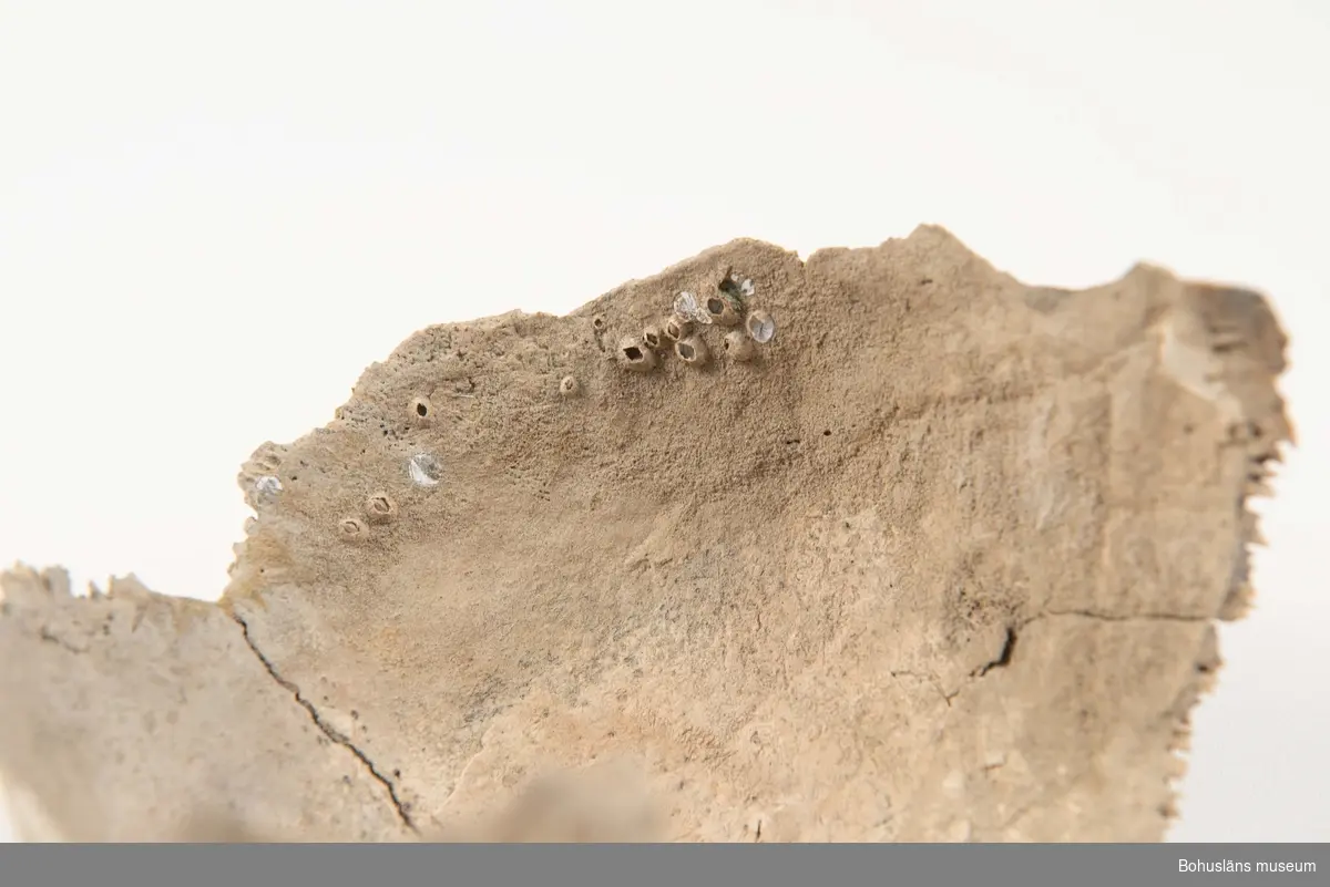 Del av ett människokranium, endast övre och bakre delen av skalltaket bevarat. Kraniet har förmodligen legat i vatten under en tid, då ett tiotal havstulpaner vuxit fast på huvudskålens insida (se foto 6).

Kranietaket har av osteolog Astrid Lennblad bedömts höra till en ung individ, ca 10-15 år gammal och från romersk järnålder, år 200-250 e Kr (1725 +/- 28 BP enligt C14 analys utförd av Ångströmlaboratoriet i Uppsala, 2022).

294 Landskap BOHUSLÄN