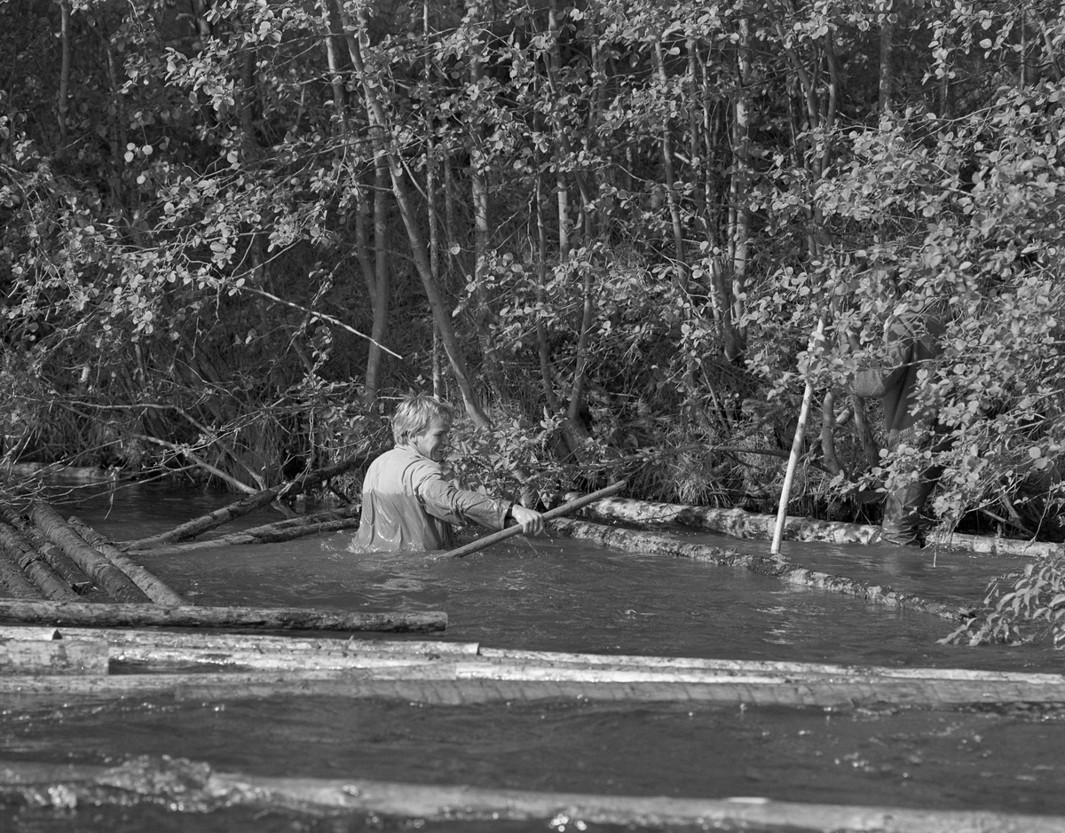 Sluttrensk under den siste fløtinga i Glomma, i 1985. En tømmerfløter vadet i elva med vann til høyt oppe på brystet for å løsne tømmer som hadde festet seg langs land. Bildet skal være tatt i nærheten av Strandfossen i Elverum i Hedmark.