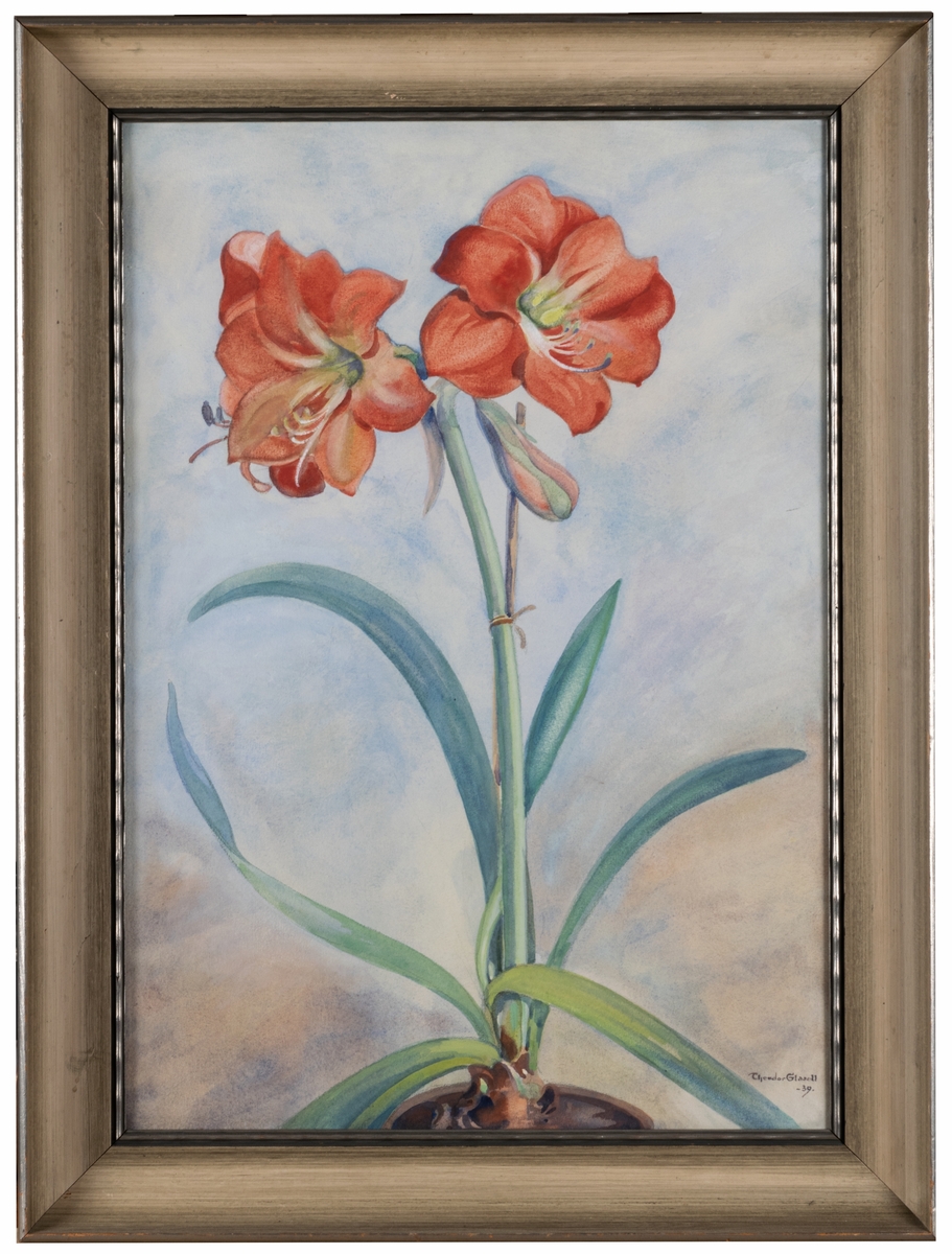 Utslagen röd amaryllis i kruka upptar hela bildytan. Ljusblå bakgrund.