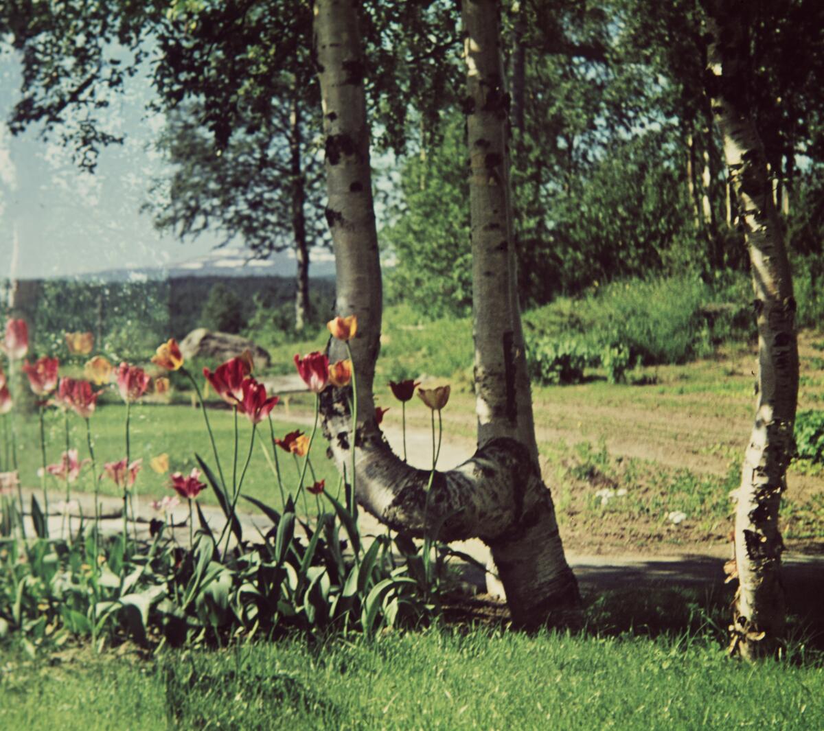 Saxnäs - Västernorrlands museum / DigitaltMuseum