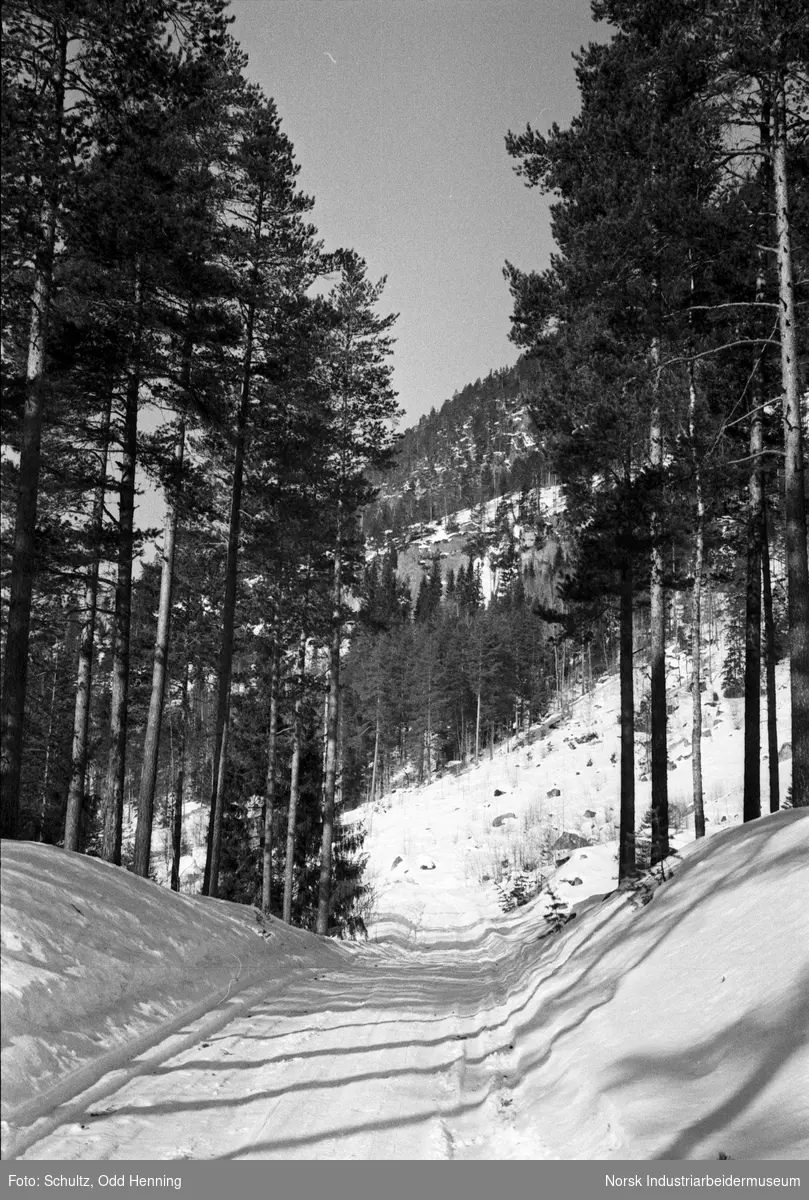 En snøbelagt bilvei i skogen på Torsetåsen.