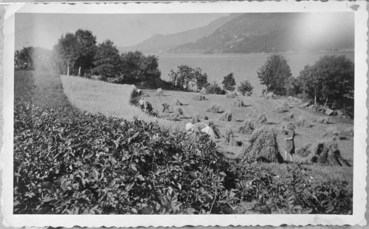Kornbinding på Ulvanes i Ølensvåg, ca. 1935. Dreganeset i bakgrunnen.