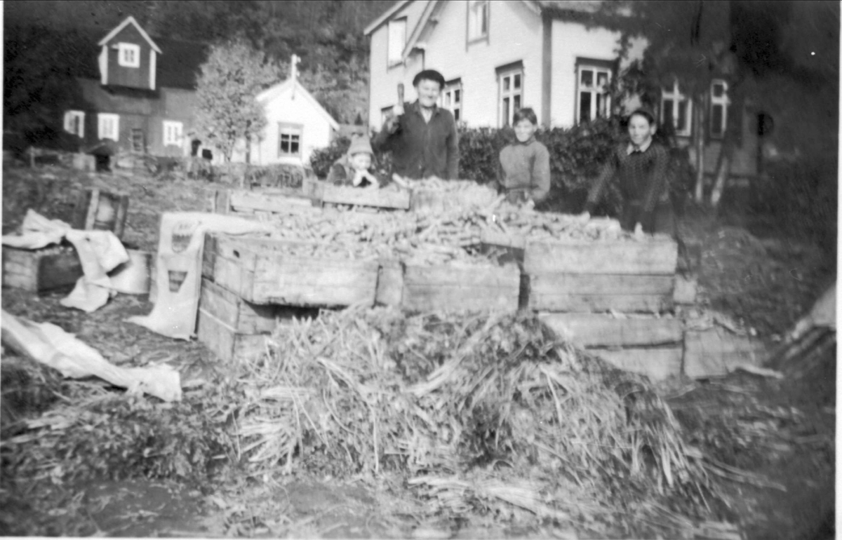 Fulle kasser med gulrøtter, mann og tre barn stående bak.