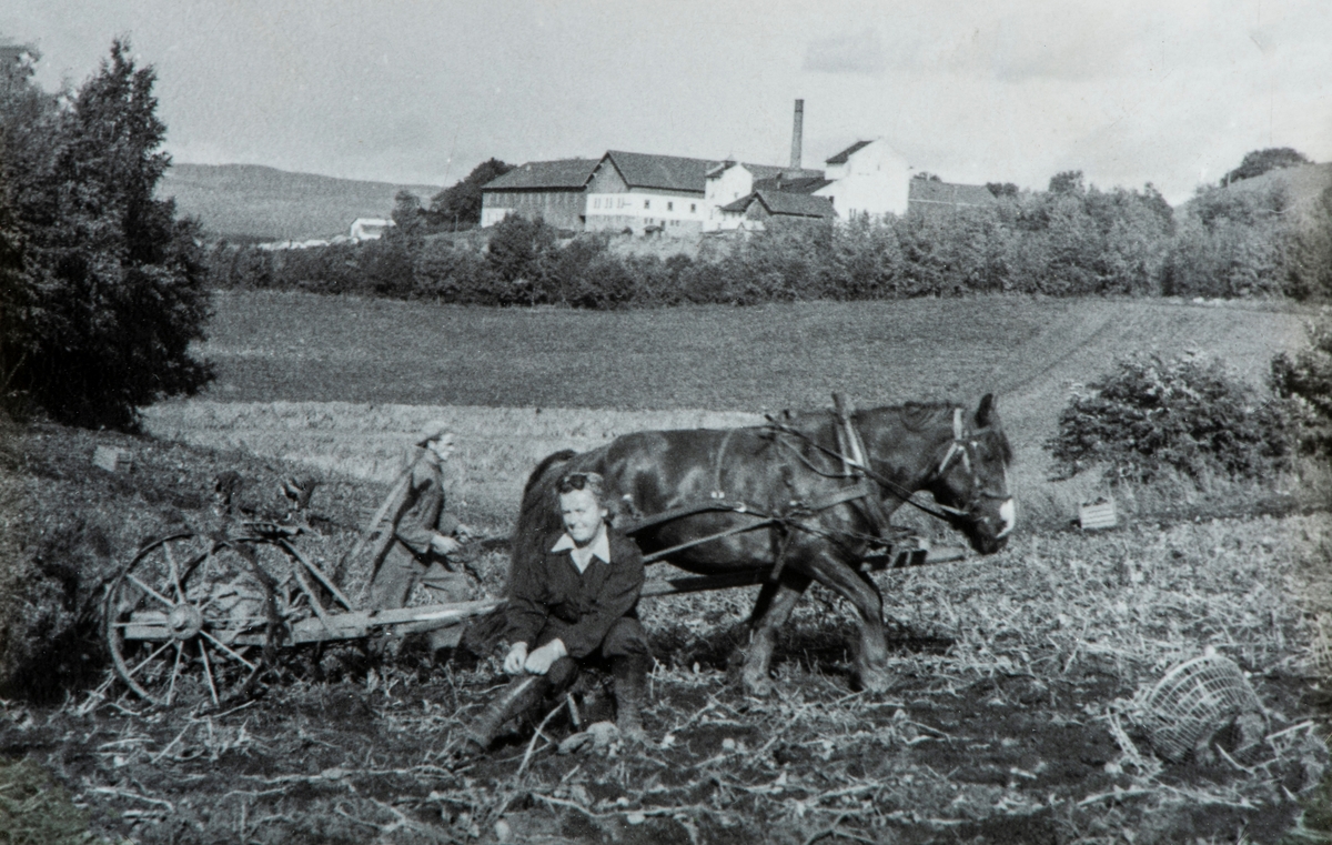 Flere personer ble tvangsutskrevet til å hjelpe med potetplukking på Åker gård under krigen. Sælid gård i bakgrunnen. Hest med potetopptager,
