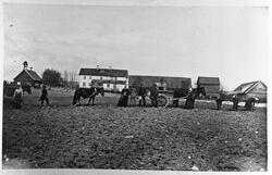 Potetsetting på Blilie på Eina før 1892. Tre hester, fem kvi