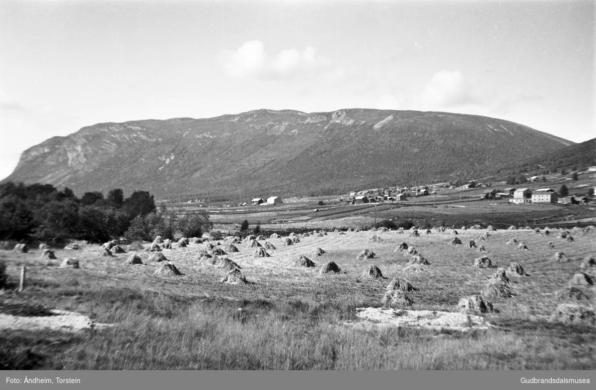 Kornband sett til turking i kjerringar på nordgard Ånstad ca. 1955