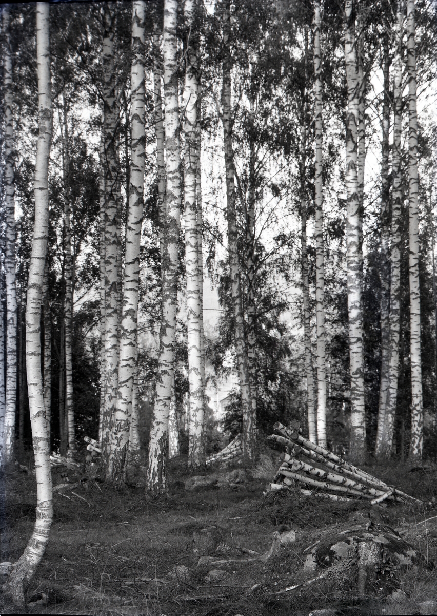 Björkdunge med höga träd. På marken ligger avverkade stammar på torkning staplade i form av en res.