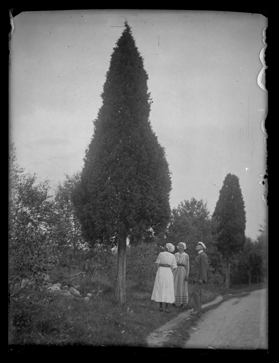 Manlig student och två yngre kvinnor vid enbuske i Ryd, Småland.