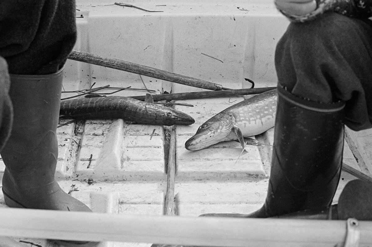 To gjedder (Esox lucius), fotografert i båten gjeddefiskerne Jo Bakken og Joseph Bakken brukte under gjeddefisket i Tjønnan, deltaområdet der elva Tufsinga renner inn i innsjøen Femund i 1978. På dette tidspunktet brukte fiskerne en glassfiberbåt. Vi ser de langskaftete gummistøvlene til fiskerne ved bildets ytterkanter. Jo og Joseph drev et tradisjonelt garnfiske etter gjedde på de sivbevokste grunnene i gytetida, like etter at isen på Femund hadde smeltet. Gjedda ble fanget i cirka 35 meter lange garn med maskevidder på 50-60 millimeter.