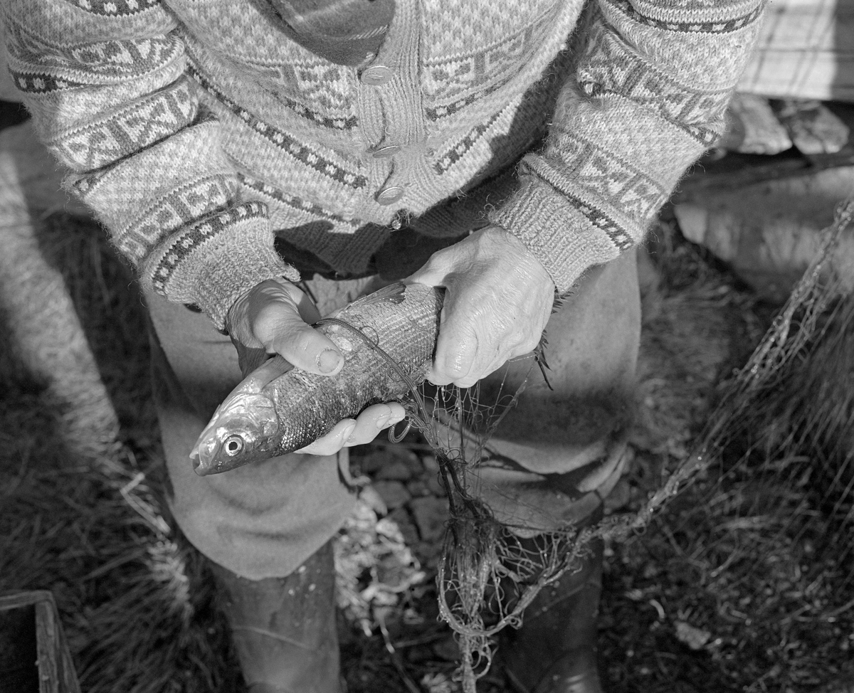Nærbilde av hendene til Joseph Bakken (1898-1989), som holdt et garn han skulle plukke fisk fra etter sikfisket ved Kløvsteinen, litt sør for Kløvstenodden på innsjøen Femunds vestside i 1978. Joseph og fiskerkameraten Jo Bakken satte garn i dette området om høsten når siken søkte inn på grunnene langs land for å gyte. Nytrukne garn ble lagt i trekasser og fraktet i båt til Jotbua, der fangsten ble båret i land. Så tok Joseph og Jo garnkasse for garnkasse, løsnet fisken og tredde maskeveven like under overtelna inn på en pinne - ei «nettstikke», Garna på nettstikkene ble skylt i vannkanten og hengt til tørk på et stativ nord for fiskebua. Deretter kunne Joseph og Jo rense fisken, som de hadde samlet i de kassene garna hadde ligget i. Dette fotografiet er tatt ved Jotbua, som ligger like sør for de nevnte fiskegrunnene, i Tufsingdalen i Os kommune i Hedmark