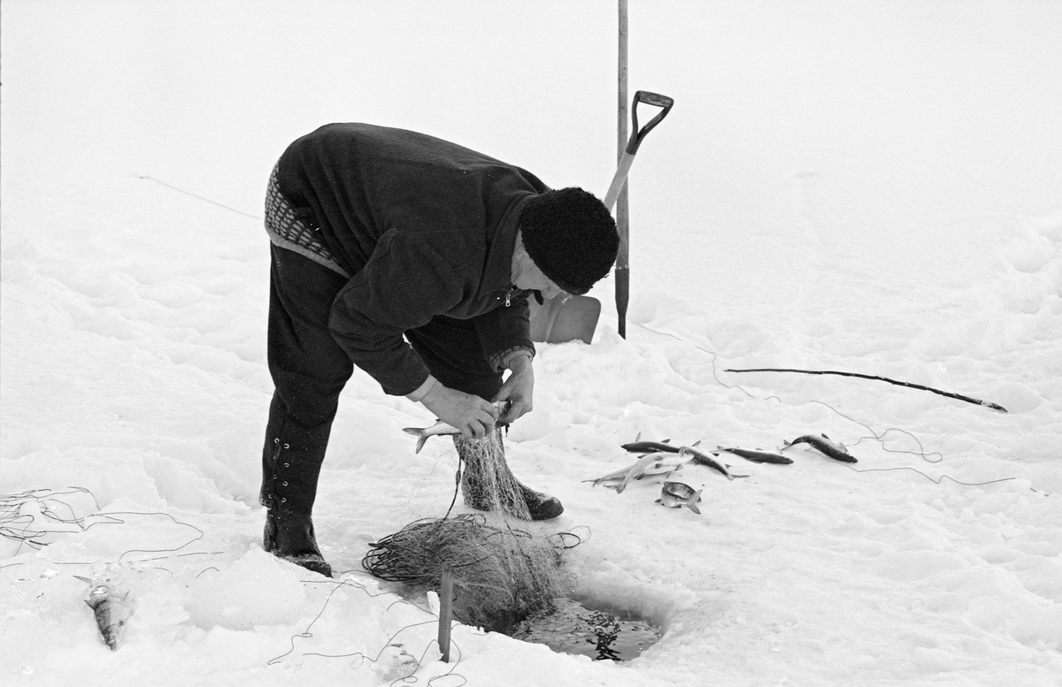 Yrkesfiskeren Paul Stensæter (1900-1982), fotografert mens han trakk et av garna han hadde satt under isen på Steinsfjorden vinteren 1973. Steinsfjorden er en sidearm til Tyrifjorden på Ringerike i Buskerud. Garnfisket vinterstid var primært et sikfiske. Da dette fotografiet ble tatt var Stensæter i ferd med å løsne en av fiskene som hadde gått i garnet hans. På den snødekte isen ved sida av lå en del sik som hadde lidd samme skjebne. Bakenfor sto en spade og en isbil plantet i snøen. Dette var redskaper fiskeren brukte til å åpne de hullene i isen garna ble trukket fra når det hadde vært frost og kanskje snøvær siden forrige gang garna ble trukket, to døgn tidligere.

I 1973 og 1974 var Åsmund Eknæs fra Norsk Skogbruksmuseum flere ganger på besøk hos Paul Stensæter for å intervjue ham og observere ham i arbeid som fisker. Det Eknæs fikk vite om garnfisket under isen på Steinsfjorden sammenfattet han slik:

«Sikfiske med garn. Dette fisket foregikk på to steder, i åpent vann ute i Tyrifjorden og under isen i Steinsfjorden. Tyrifjorden er ofte åpen langt utover vinteren og det hender at den ikke legger seg i det hele tatt. De dro da i båt over fra Steinsfjorden og satte garn på ganske store dyp, 20-40 favner. Når det ble fisket for fullt ble det brukt 20 garn. 10 sto ute mens de øvrige var hjemme til tørking.

Garnfisket under isen i Steinsfjorden begynner så fort isen legger seg om høsten, fordi tynn og gjennomsiktig is er en fordel når garna skal settes ut første gang. Å sette ut garn under isen kaller Paul for øvrig «å høgge ut garna». Dette krever en spesiell teknikk. Er isen gjennomsiktig, foregår det på følgende måte: To hull hogges med så lang avstand som lengda på garnet. Ei rett granstang på 7-8 m stikkes ned i det ene hullet med den tynneste enden først. I den tykkeste enden er det et hull hvor det blir festet ei snor. Stanga blir nå skjøvet i full fart mot det andre hullet. En viktig detalj ved denne stanga er at den skal være nyhogget. Da ligger den dypere i vannet og skubber mindre mot isen. Stanga går ikke helt fram til det andre hullet. Der den stopper blir det hogget et mindre hull og den skyves videre ved hjelp av en kjepp med ei kløft i enden. Når snora er brakt fram på denne måten, er det en enkel sak å trekke garnet under isen. 

Men er isen ugjennomsiktig, slik at det er umulig å se stanga, må Paul gjøre det på en annen måte. Da finner han ei lang stang med god krumming på. Så hogger han hull så tett at stanga kan stikkes ned i det ene og komme opp igjen gjennom det neste.

Garnet er nå på plass under isen og står på bunnen på 5-10 favners dyp. Fra hver ende av garnet går det ei tynn snor opp til hullet i isen. Snorene går ikke opp gjennom hullet, men er festet litt ved siden. Dette er gjort for å hindre at han hogger dem av når is som har dannet seg i hullet skal fjernes.

Dagens nylongarn tåler å stå ute hele vinteren. Tidligere, da lin og bomull var mest brukt, var det nødvendig å ta garna opp og tørke dem. Av de 20-40 garn som Paul brukte, var halvparten til tørk.

Ettersynet, som gjerne foregår annenhver dag, begynner med at han får tak i snorene fra garnet ved å stikke en pinne med krok på innunder isen. I den borteste enden løsner han garnsnora og fester isteden ei lang nylonsnor til garnet. Tidligere brukte han snor av tvunnet hestetagl. Snora er så lang at den også rekker bort til der han står oppå isen. Ved trekkinga tar han ut fisken etter hvert. Når hele garnet er trukket, blir han stående på samme sted, tar tak i snora og drar garnet ut igjen samtidig som han passer på at det går ordentlig.

I sterk kulde vil det våte garnet fryse til en klump og være umulig å sette igjen. For å hindre dette hogger han ei grop i isen bak hullet og fyller denne med vann. Etter hvert som han trekker garnet putter ha det ned i gropa og det holder seg opptint til det skal settes igjen.

Når det blir mildvær og fare for at isen skal gå opp og komme i drift, må det tas spesielle forholdsregler for å hindre at garna blir dratt med isflak og forsvinner. Paul binder i slike tilfelle inn en bit snelletråd i den snora som går fra isen og ned til garnet. Kommer isen i drift, vil snelletråden ryke, og garnet blir stående igjen på samme sted. Det er da en forholdsvis enkel sak å sokne etter det.

Garnfisket ga jevne tilførsler av sik gjennom det meste av vinteren. Vintersiken i Steinsfjorden er noe mindre enn høstsiken. Det går omkring 4 på kiloen, mot 3 om høsten. Fangstene varierer fra noen få til 25-30 pr. garn. Med 10 garn ute vil han kunne få opptil 200-300 sik eller 50-70 kilo. Men da blir garnene trukket bare annenhver dag.»