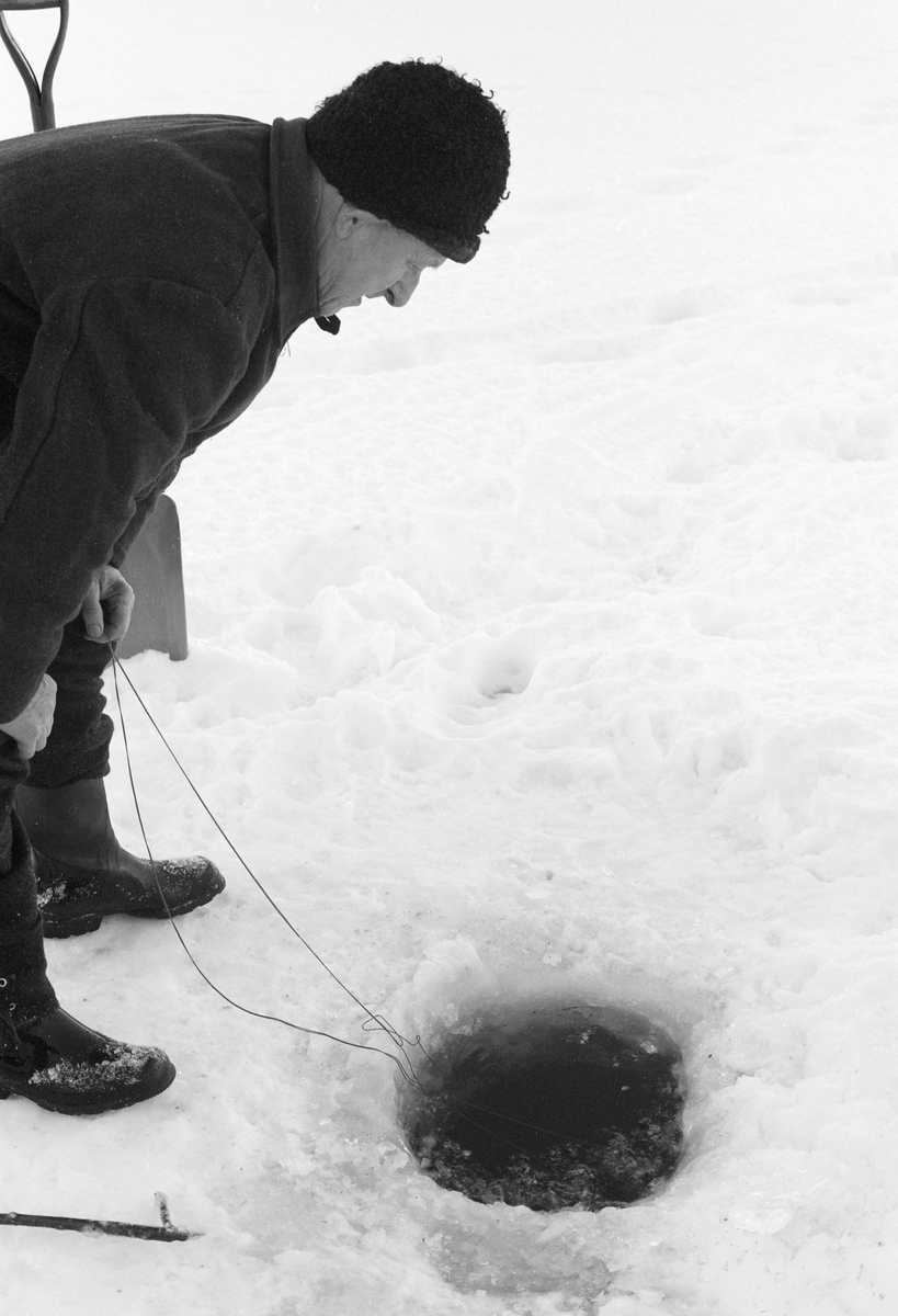 Yrkesfiskeren Paul Stensæter (1900-1982), fotografert ved et av de hullene i isen på Steinsfjorden, en sidearm til Tyrifjorden på Ringerike, der han hadde satt garn under isen. Før dette fotografiet ble tatt hadde han gjernåpnet hullet ved å hogge vekk den isskorpa som hadde dannet seg siden forrige gang garnet ble trukket, og fjernet snø og isbiter. Her sto han med ei snor som var knyttet fast i den ene enden av garnets overtelne, klar til å trekke det opp og ta ut den fisken som hadde gått i nettmaskene. Dette garnfisket var først om fremst et sikfiske.

I 1970-åra var etnologen Åsmund Eknæs fra Norsk Skogbruksmuseum flere ganger på besøk hos Paul Stensæter for å observere ham i aktivitet som fisker og intervjue ham om denne virksomheten. Eknæs oppsummerte det han fikk se og høre om garnfisket under isen på Steinsfjorden slik:

«Sikfiske med garn. Dette fisket foregikk på to steder, i åpent vann ute i Tyrifjorden og under isen i Steinsfjorden. Tyrifjorden er ofte åpen langt utover vinteren og det hender at den ikke legger seg i det hele tatt. De dro da i båt over fra Steinsfjorden og satte garn på ganske store dyp, 20-40 favner. Når det ble fisket for fullt ble det brukt 20 garn. 10 sto ute mens de øvrige var hjemme til tørking.

Garnfisket under isen i Steinsfjorden begynner så fort isen legger seg om høsten, fordi tynn og gjennomsiktig is er en fordel når garna skal settes ut første gang. Å sette ut garn under isen kaller Paul for øvrig «å høgge ut garna». Dette krever en spesiell teknikk. Er isen gjennomsiktig, foregår det på følgende måte: To hull hogges med så lang avstand som lengda på garnet. Ei rett granstang på 7-8 m stikkes ned i det ene hullet med den tynneste enden først. I den tykkeste enden er det et hull hvor det blir festet ei snor. Stanga blir nå skjøvet i full fart mot det andre hullet. En viktig detalj ved denne stanga er at den skal være nyhogget. Da ligger den dypere i vannet og skubber mindre mot isen. Stanga går ikke helt fram til det andre hullet. Der den stopper blir det hogget et mindre hull og den skyves videre ved hjelp av en kjepp med ei kløft i enden. Når snora er brakt fram på denne måten, er det en enkel sak å trekke garnet under isen. 

Men er isen ugjennomsiktig, slik at det er umulig å se stanga, må Paul gjøre det på en annen måte. Da finner han ei lang stang med god krumming på. Så hogger han hull så tett at stanga kan stikkes ned i det ene og komme opp igjen gjennom det neste.

Garnet er nå på plass under isen og står på bunnen på 5-10 favners dyp. Fra hver ende av garnet går det ei tynn snor opp til hullet i isen. Snorene går ikke opp gjennom hullet, men er festet litt ved siden. Dette er gjort for å hindre at han hogger dem av når is som har dannet seg i hullet skal fjernes.

Dagens nylongarn tåler å stå ute hele vinteren. Tidligere, da lin og bomull var mest brukt, var det nødvendig å ta garna opp og tørke dem. Av de 20-40 garn som Paul brukte, var halvparten til tørk.

Ettersynet, som gjerne foregår annenhver dag, begynner med at han får tak i snorene fra garnet ved å stikke en pinne med krok på innunder isen. I den borteste enden løsner han garnsnora og fester isteden ei lang nylonsnor til garnet. Tidligere brukte han snor av tvunnet hestetagl. Snora er så lang at den også rekker bort til der han står oppå isen. Ved trekkinga tar han ut fisken etter hvert. Når hele garnet er trukket, blir han stående på samme sted, tar tak i snora og drar garnet ut igjen samtidig som han passer på at det går ordentlig.

I sterk kulde vil det våte garnet fryse til en klump og være umulig å sette igjen. For å hindre dette hogger han ei grop i isen bak hullet og fyller denne med vann. Etter hvert som han trekker garnet putter ha det ned i gropa og det holder seg opptint til det skal settes igjen.

Når det blir mildvær og fare for at isen skal gå opp og komme i drift, må det tas spesielle forholdsregler for å hindre at garna blir dratt med isflak og forsvinner. Paul binder i slike tilfelle inn en bit snelletråd i den snora som går fra isen og ned til garnet. Kommer isen i drift, vil snelletråden ryke, og garnet blir stående igjen på samme sted. Det er da en forholdsvis enkel sak å sokne etter det.

Garnfisket ga jevne tilførsler av sik gjennom det meste av vinteren. Vintersiken i Steinsfjorden er noe mindre enn høstsiken. Det går omkring 4 på kiloen, mot 3 om høsten. Fangstene varierer fra noen få til 25-30 pr. garn. Med 10 garn ute vil han kunne få opptil 200-300 sik eller 50-70 kilo. Men da blir garnene trukket bare annenhver dag.»