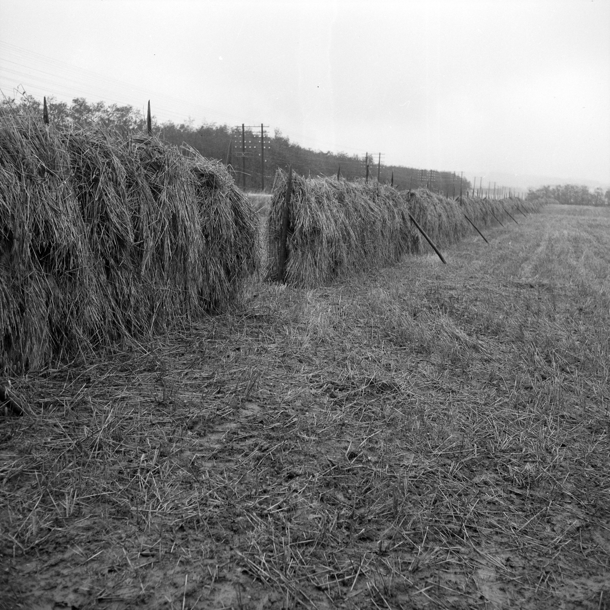 Kornet står fortsatt ute I Melhus og i Leinstrand grunnet dårlig tørke