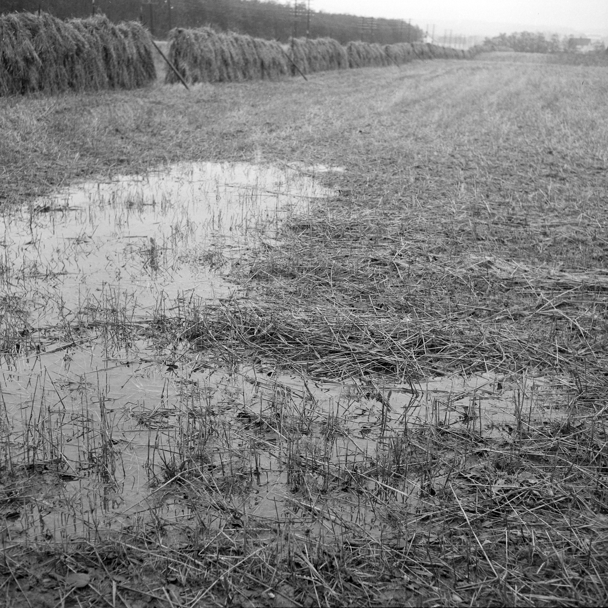 Kornet står fortsatt ute I Melhus og i Leinstrand grunnet dårlig tørke