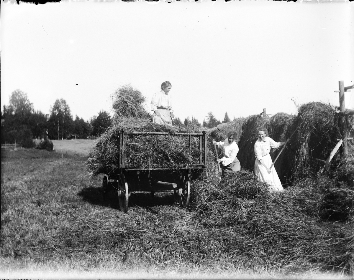 Tre kvinnor arbetar med skörden