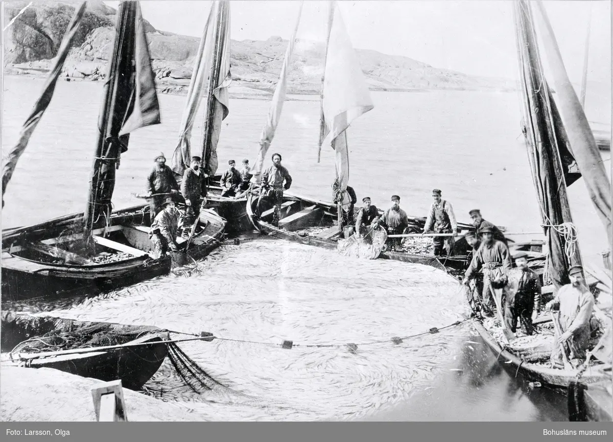 Sillfiske vid Fjällbacka i april 1894