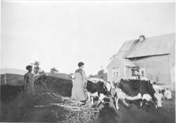 Tre kvinner samler kyr på gårdstunet på Aspenesgården på Sta