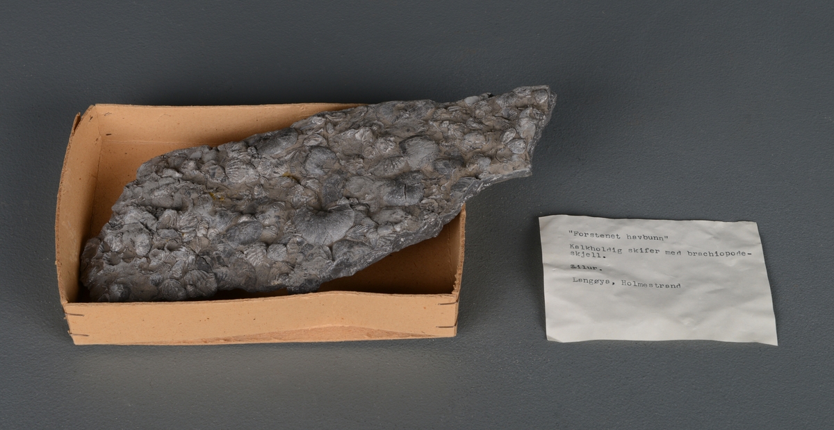 Et stort og et lite stykke av kalkholdig skifer med fossiler (brachiopodeskjell). Steinen er grå på farge. Jevnt over steinene kan man se skjellformede fossiler. Den ligger i en liten pappeske som er stiftet sammen. I esken ligger det en papirlapp med informasjon (navn og funnsted).