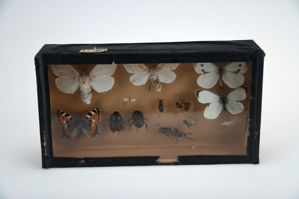 Et tørrpreparat bestående av ulike insekter. De er montert i en eske av finerplate. Innvendig er esken trukket med beige papir, og på utsiden er det limt på svart papir med struktur og blank overflate. På toppen av esken er det pålimt en glassplate. Insektene er festet med kanppenåler av metall. Til venstre øverst er det to hvite møll og til høyre to hvite sommerfugler. Under sommerfuglene er det en larve. Nederst fra venstre eer det en neslesommerfugl, to biller (over- og underside), en liten møll, en veps, en humle, en gresshoppe og en bie. Ved siden av insektene er det skrevt tall med blyant.