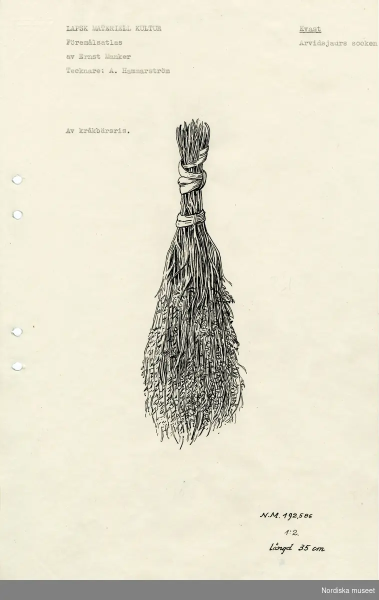 Teckning av en kvast av kråkbärsris (NM.0192586) från Arvidsjaurs socken, utförd av Arvid Hammarström avsedd för en föremålsatlas.