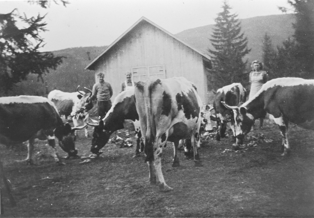Kuer utenfor sommerfjøset på Langerud, ca. 1940. Fra venstre: Torstein Velstad, Inga Velstad og Jenny Haugen.