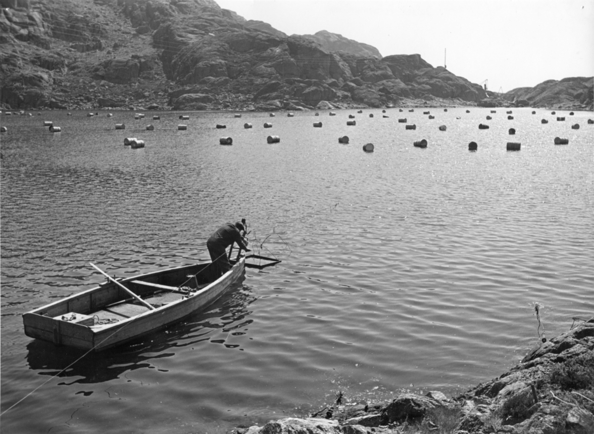 Nordnes ved Rekefjord, ca. 1970.