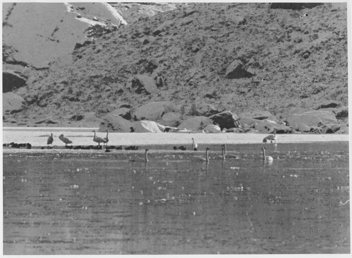 Svaner i Fotlandsvatnet, ca. 1969.