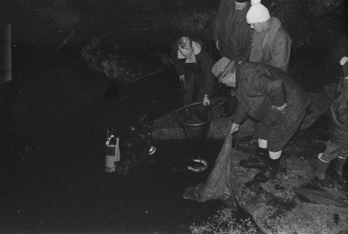 Dalane Jeger- og Fiskerforening. Fangst av settefisk ved laksetrappen i Fotlandsfossen, 1969.
