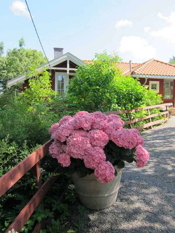 Rosa blomster står foran inngangen til Rohdeløkken Kafé. 