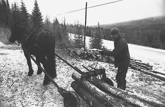 Skogsdrift med hest, opplæring og sysselsetting av ungdommer. 