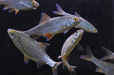 Foto av fisker som svømmer i akvariet
