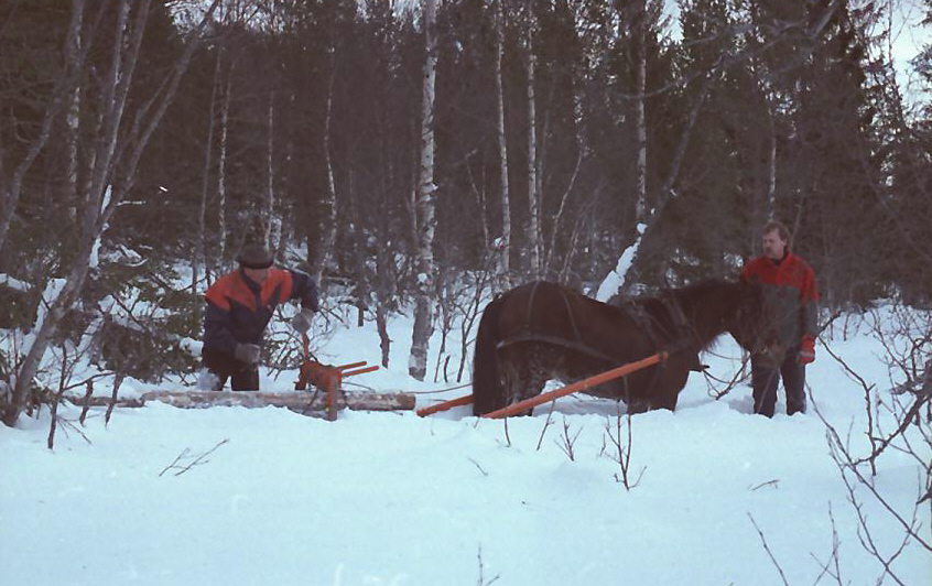 Skogsdrift med hesten Storlisokken, Kvikne