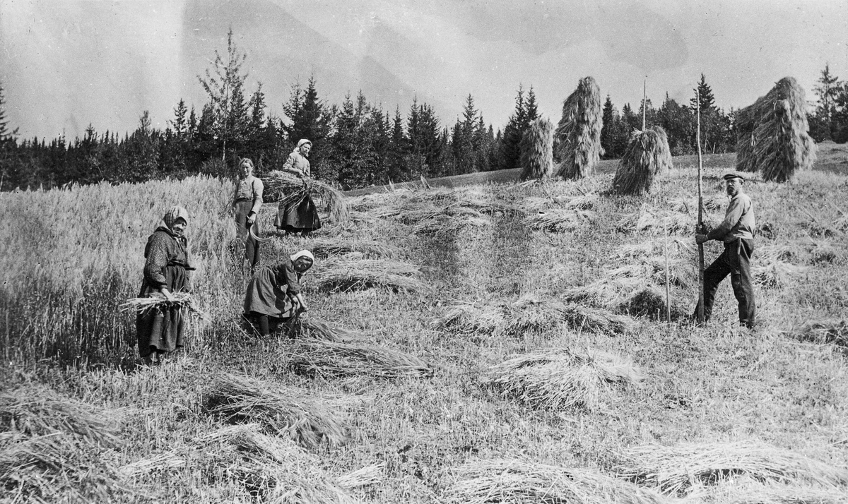 Kornhøst på Jellum, før 1914. Kornet blir bundet og trukket opp på staur. Avbildet: Anne Jellum d.e., Anne Jellum d.y., en ukjent, Gjertrud Jellum og Nils Jellum med staur.