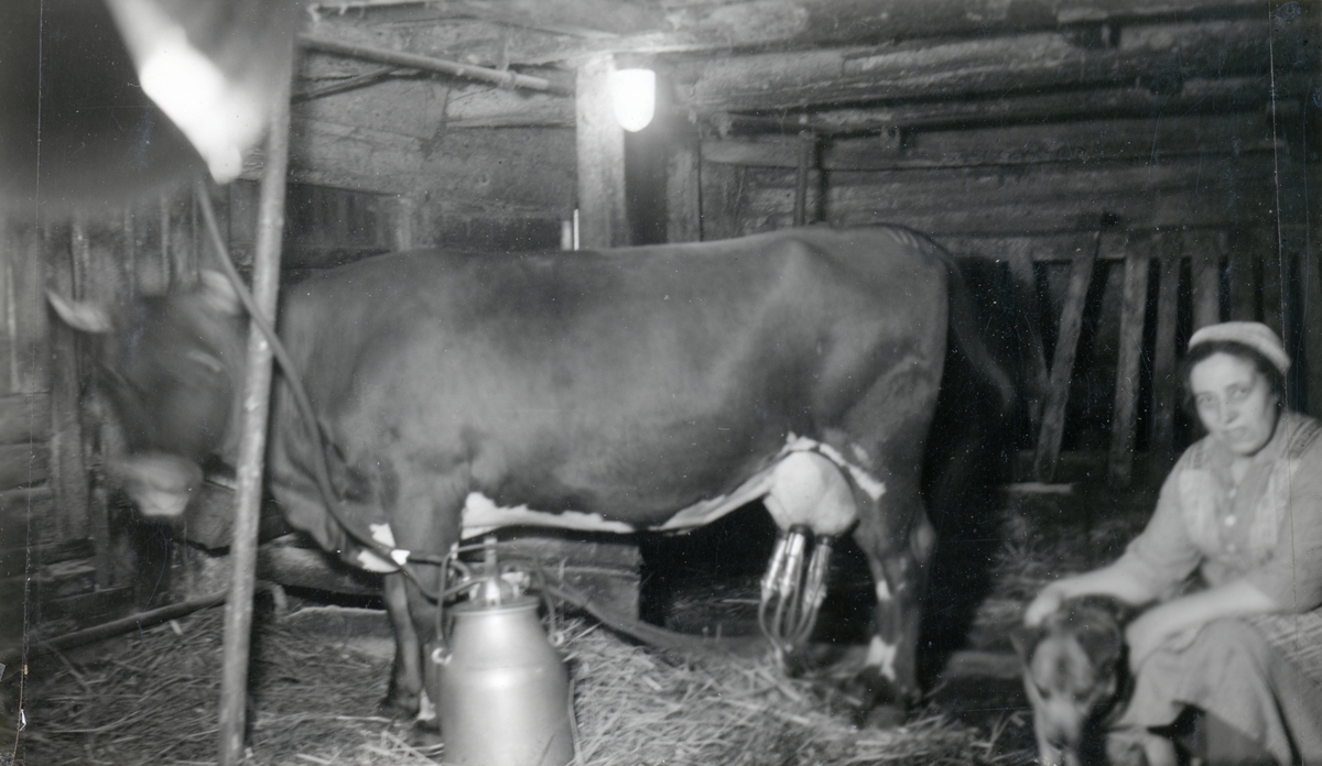 Elsa Eriksson mjölkar ko