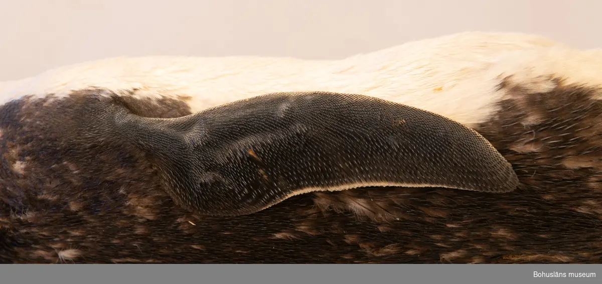 Eudyptes chrysocome, Klipphopparpingvin?

Skinnlagd fågel fylld med troligtvis linblånor och bomullsvadd.
Varje fot är sammansydd, troligtvis för att tårna inte ska spreta isär.

I en tryckt redogörelse "Museum för Bohus Län 1861" finns en förteckning över Musei-föreningens medlemmars gåvor och bidrag där följande uppgifter finns att hämta:
Hedberg, J., Fru, Uddevalla: 2 fossila tänder, 2 hval-fenor, 2 pingvin-skinn, 2 koraller, en kokosnöt, en ödla, en skorpion, mynt m.m.
I samlingarna har länge funnits två omärkta skinnlagda pingvinskinn utan uppgifter. Inför 150-årsfirandet av museets/samlingarnas tillkomst har vi diskuterat oss fram till att det med största sannolikhet bör vara dessa två skinn (UM31596 och UM31597) som år 1861 skänktes av fru J. Hedberg. 
Kan det vara Olof Hilmer Hedbergs moder Johanna Maria Winding, gift med handelsman Anders J:son Hedberg, Uddevalla, som skänkt föremålen? Sonen Hilmer Hedberg (1817-1884) emigrerade till Australien år 1838. Se UM701, UM728, UM729 m.fl.