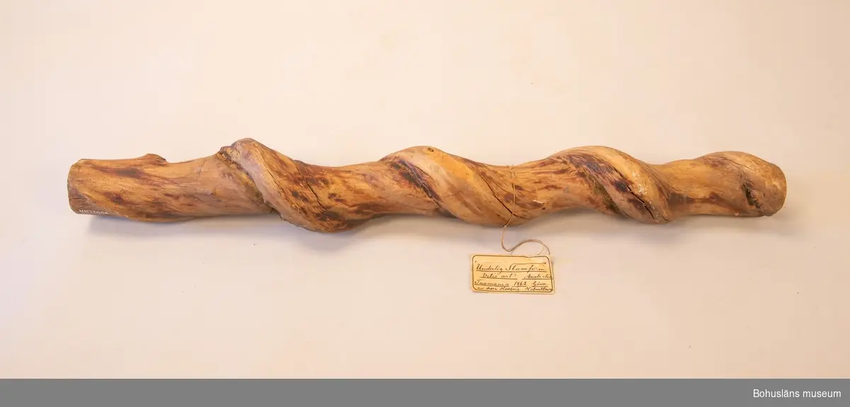 "Underlig stamform Vitis art?
Australien Tasmanien 1862. Gåva Hilmer Hedberg, Hobarttown" enligt text på äldre etikett.

Spiralvuxen stam av ett hårt träslag. En avsågad bit.