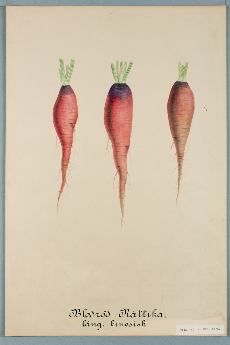 Sveriges kulturväxter. Illustration utförd av Henriette Sjöberg ...