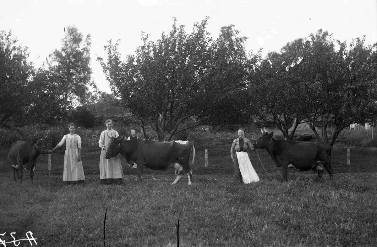 Tre mjölkerskor i en hage med var sin ko. Bakom kon i mitten kikar en liten pojke upp. De små träden i slänten kan vara krikon, även kallade fattigmansplommon, vilka lantbrukarna förr gärna lät växa på en stenig kulle där annat inte gick att odla.