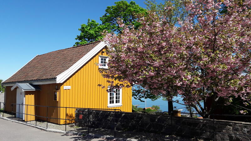 Vi ser et gult hus, blå himmel og et digert tre med rosa blomster (Foto/Photo)