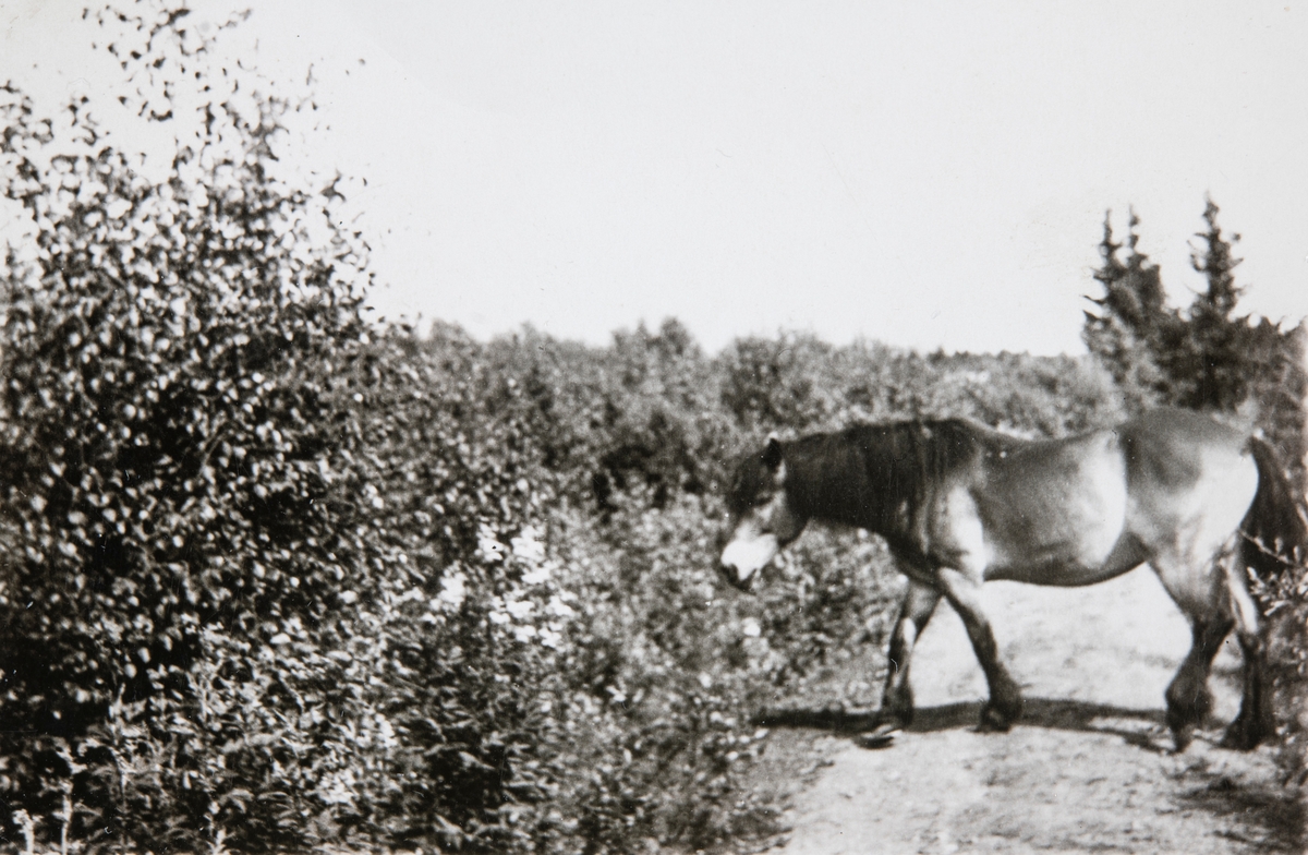 Bron var navnet på hesten i Hafslund. Bildet er tatt ute på et beite på 1940-1950-tallet. Foto: Privat eie
