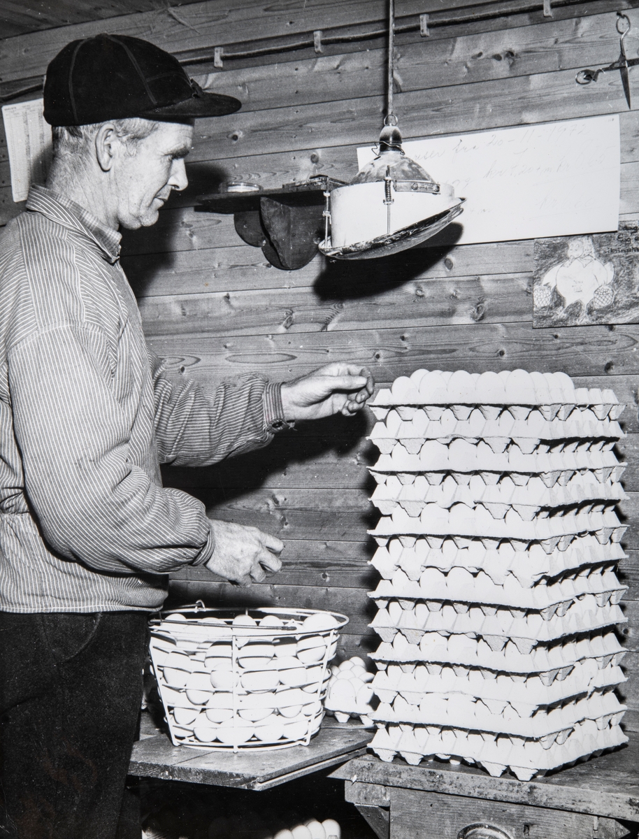 Oskar Hafslund med dagens egg fangst. Bildet er tatt ca. 1960. Foto: Ottar Berget Elverum.