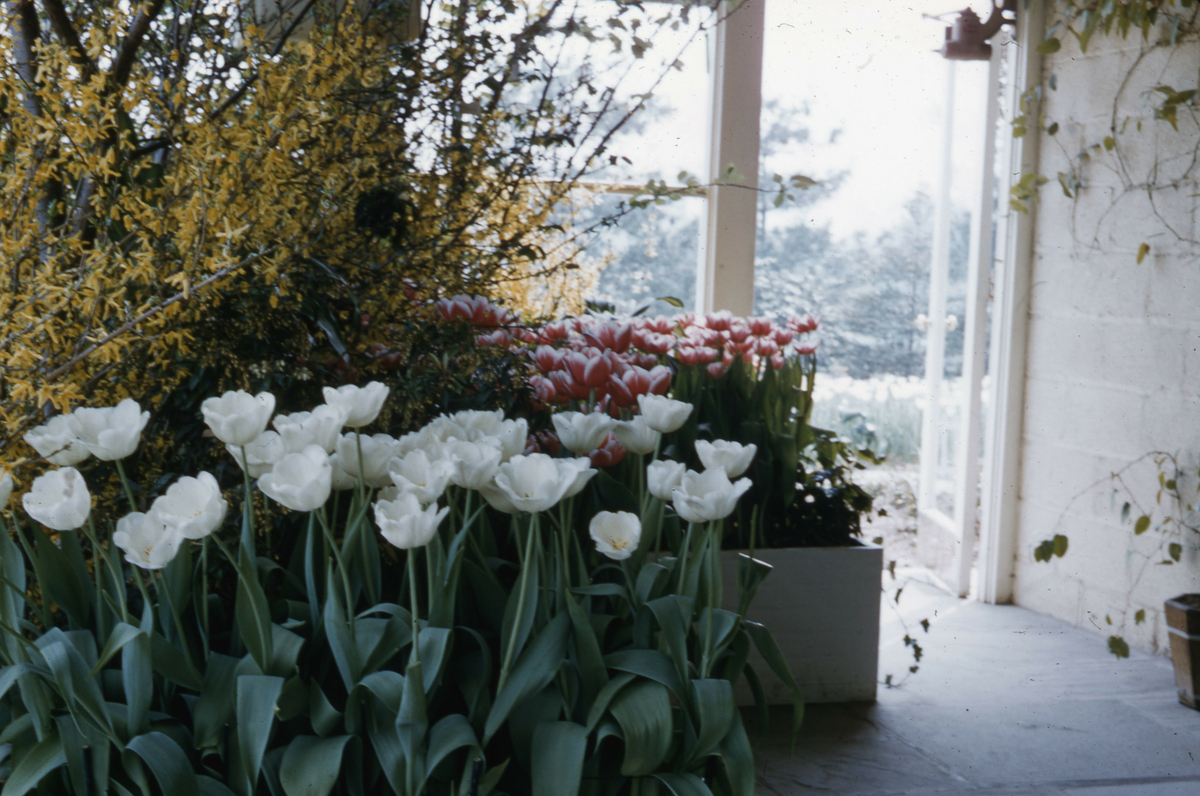 Tulipaner og forsytia