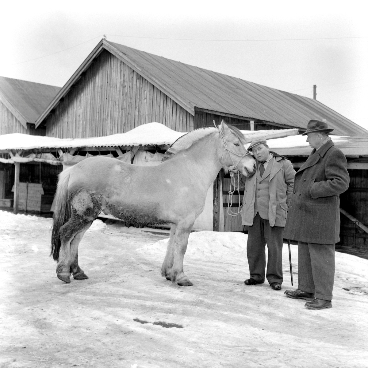 Hestehandlerne Anders Persson fra Østersund og Ivar Sæther fra Hellesylt ved Handelsfjøset