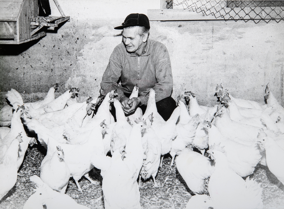 Oskar Hafslund sammen med noen av hønene i hønehuset sitt. Bildet er tatt ca. 1960. Foto: Ottar Berget Elverum.