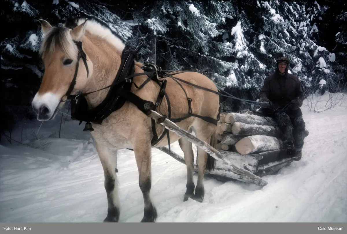 skog, vei, hest, slede, mann, tømmertransport, snø