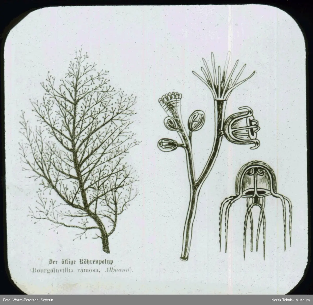Bourgainvillia ramosa, grenet rørpolypp