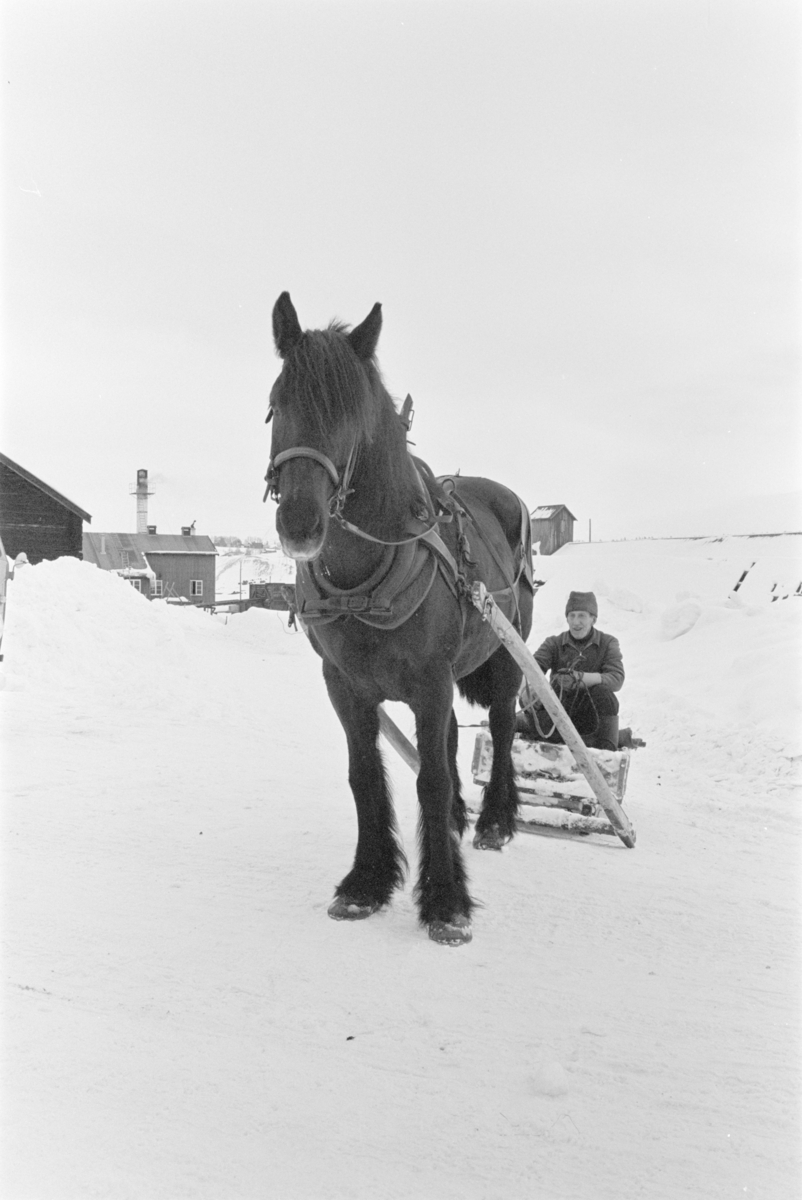 Kjøring med hest og slede på Røros.