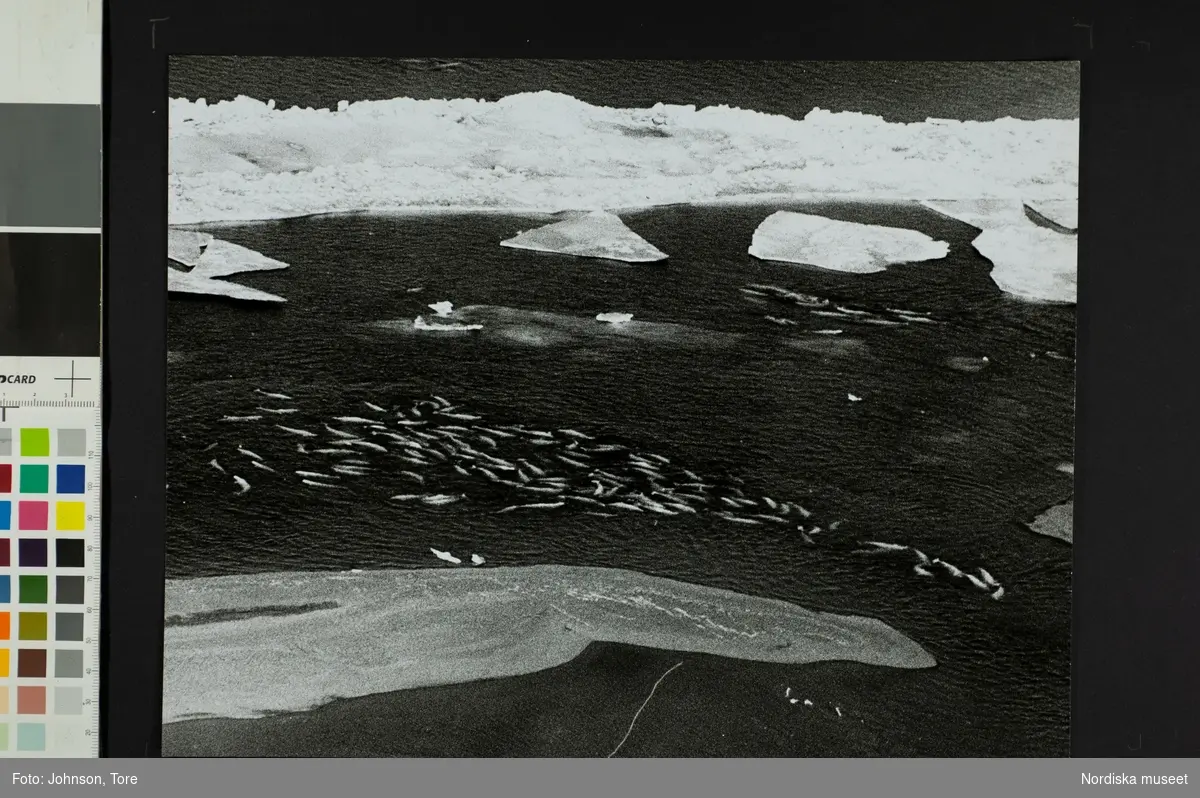 Vitval i havet mellan sten och isblock. Flodmynningen vid Summerset Island, Canada.